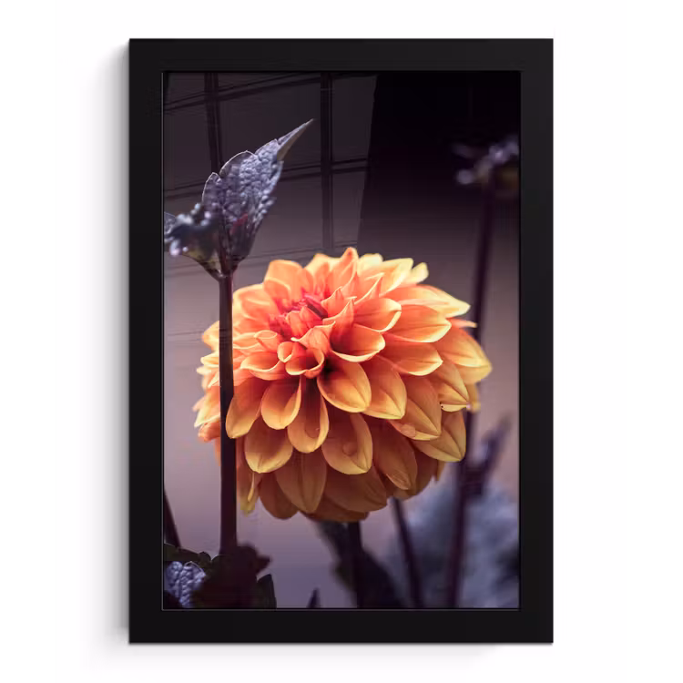 Poster met lijst - Bloemen - Chrysant - Macro - Planten — 1