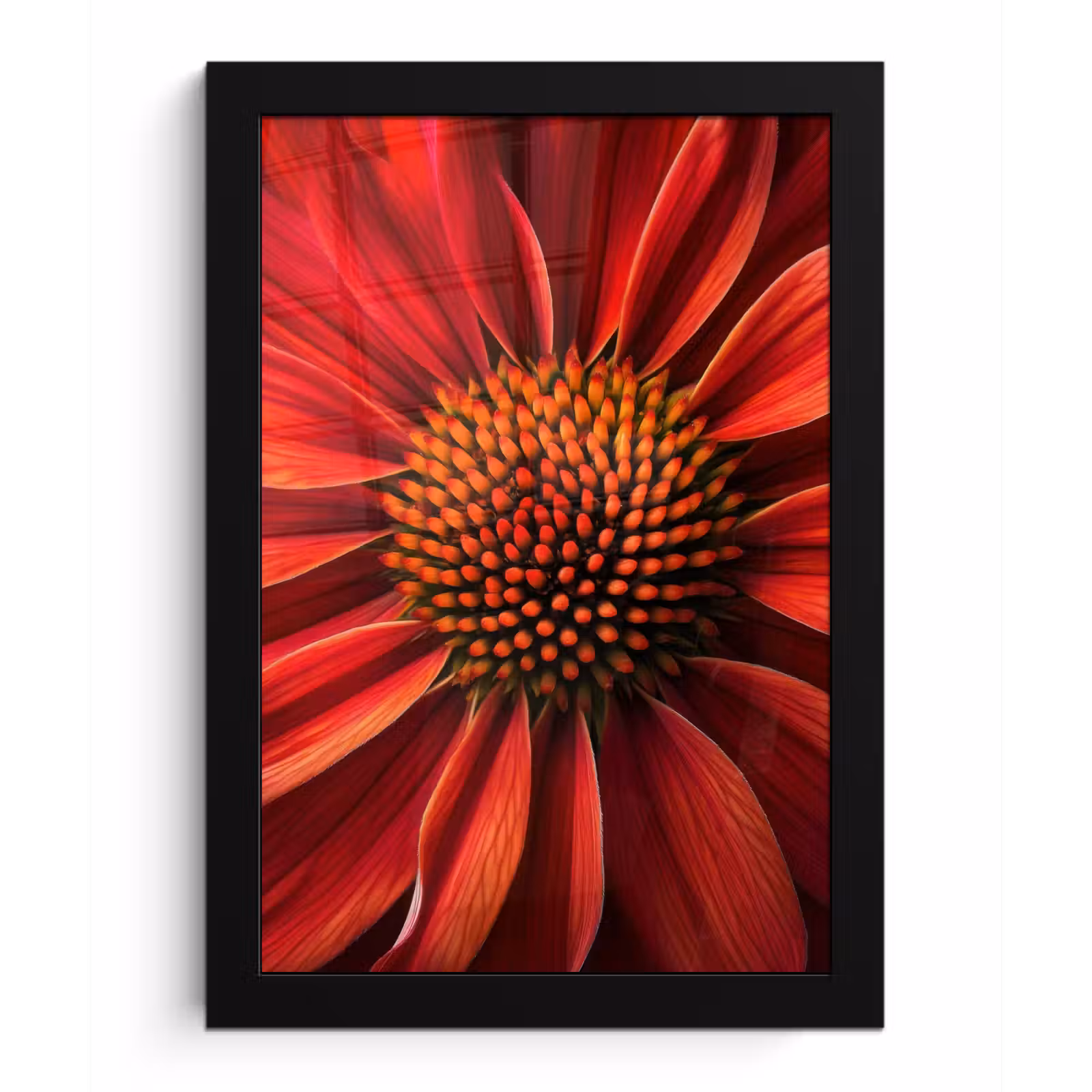 Poster met lijst - Close up - Bloem- Rood — 1
