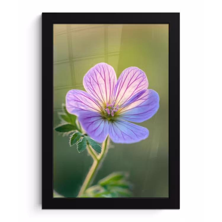 Poster met lijst - Bloem - Close up - Paars — 1