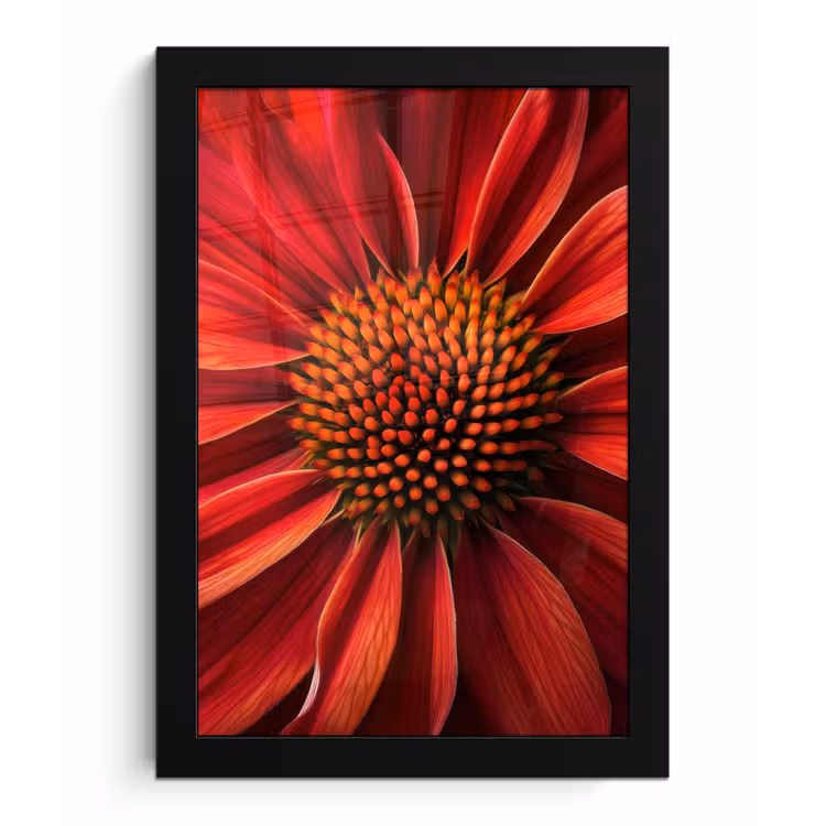 Poster met lijst - Close up - Bloem- Rood — 1
