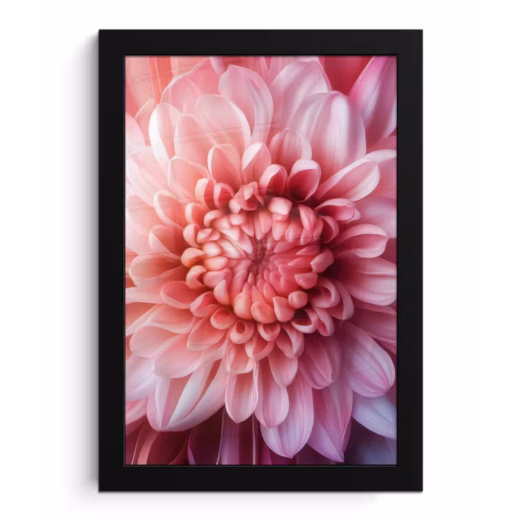 Poster met lijst - Dahlia - Bloem - Close up - Roze — 1