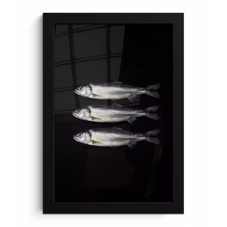Poster met lijst - Haring - Vissen - Zwart — 1