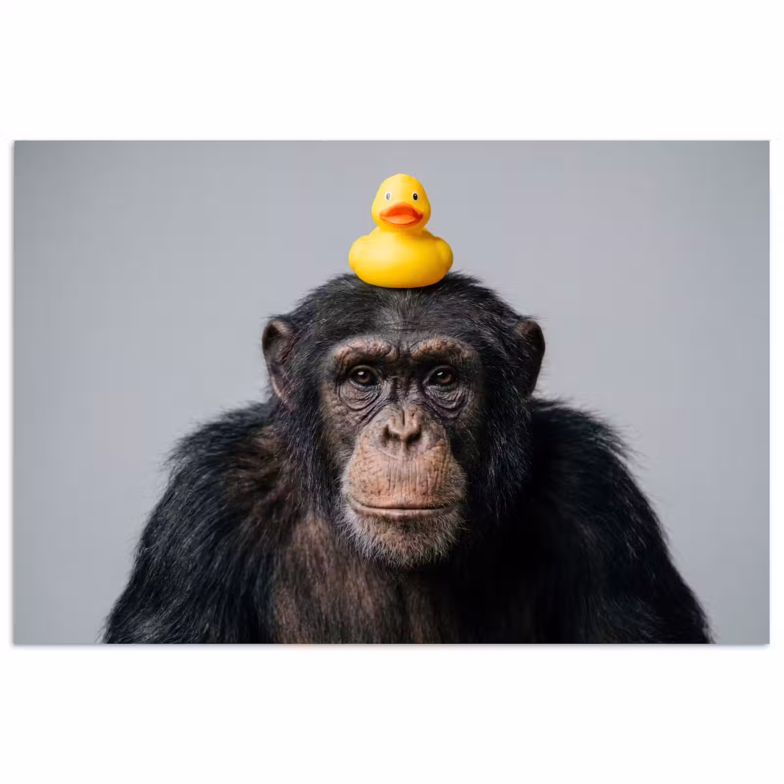 Poster - Chimpansee - Badeend - Grijs — 1