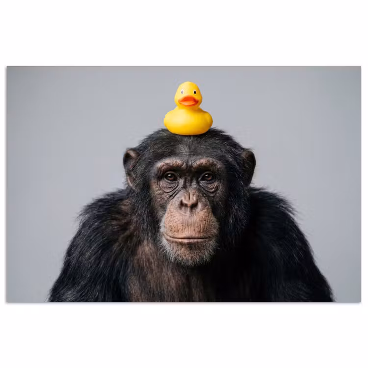 Poster - Chimpansee - Badeend - Grijs — 1