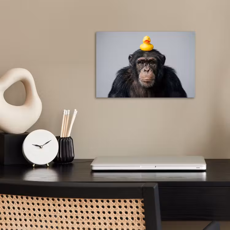 Poster - Chimpansee - Badeend - Grijs — 2
