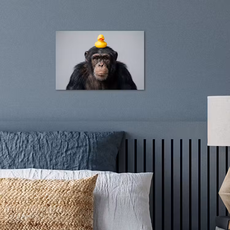 Poster - Chimpansee - Badeend - Grijs — 3
