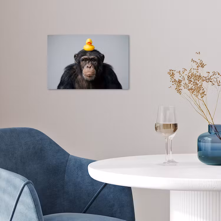 Poster - Chimpansee - Badeend - Grijs — 4