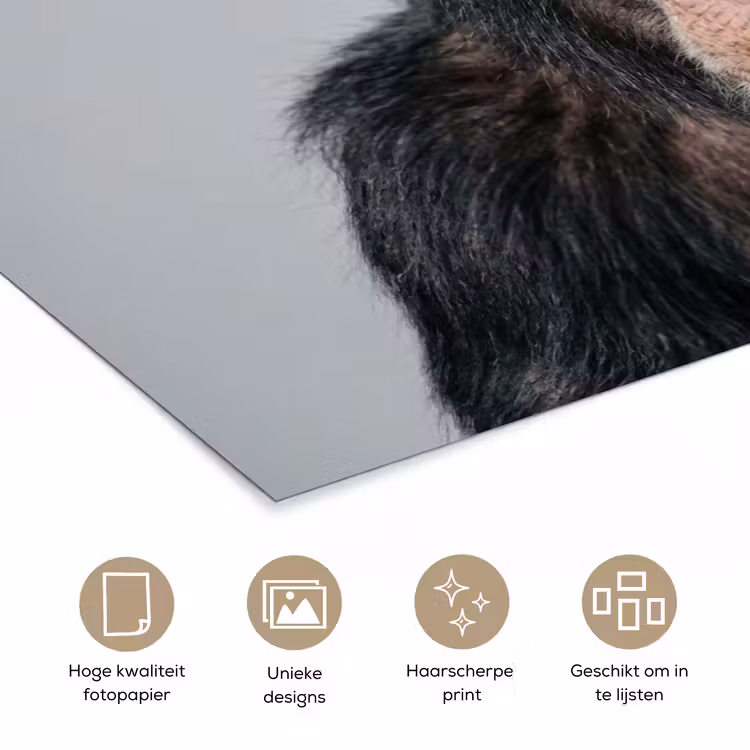 Poster - Chimpansee - Badeend - Grijs — 5