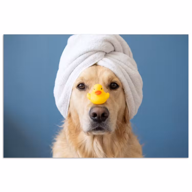 Poster - Hond - Badeend - Geel — 1