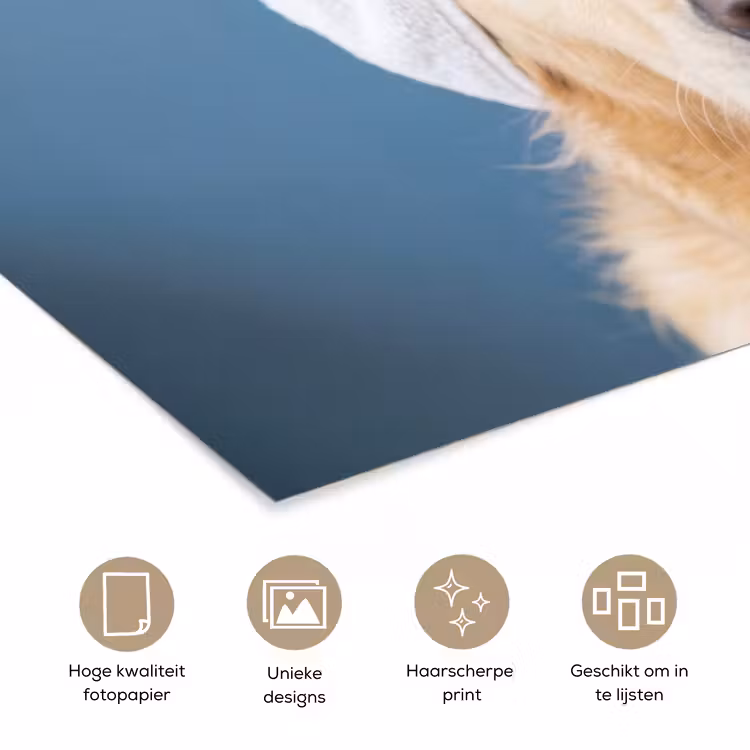 Poster - Hond - Badeend - Geel — 5