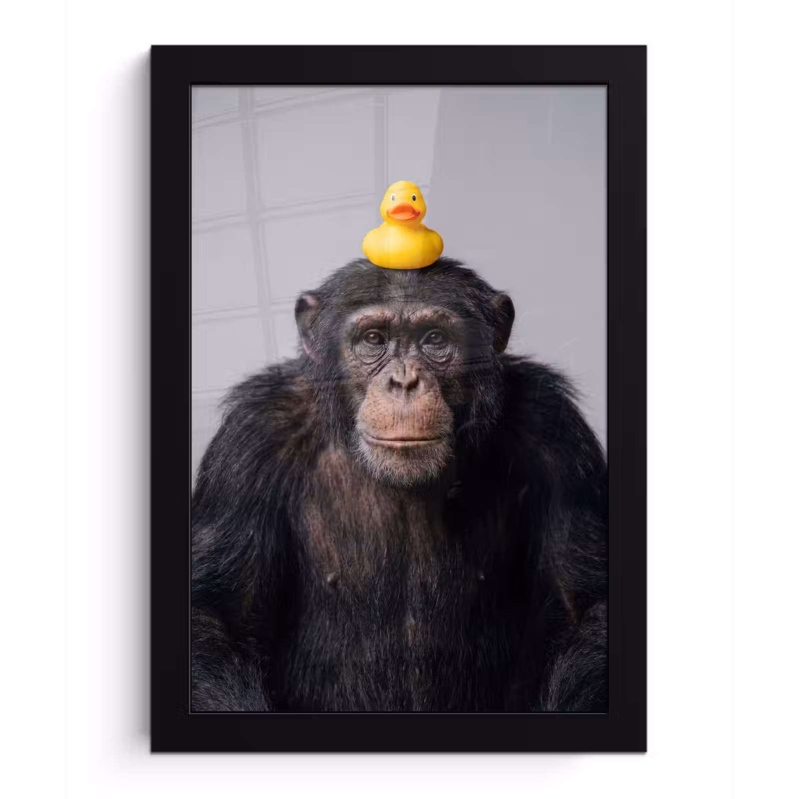 Poster met lijst - Chimpansee - Badeend - Grijs — 1