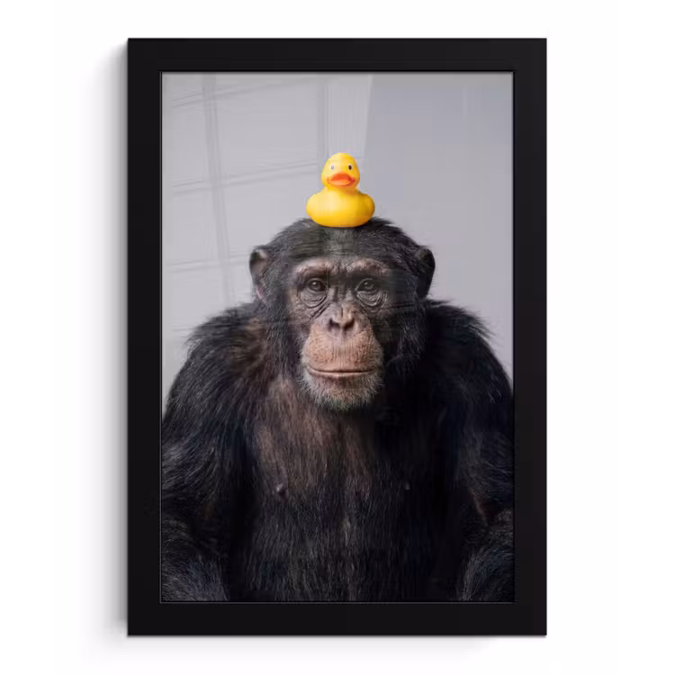 Poster met lijst - Chimpansee - Badeend - Grijs — 1