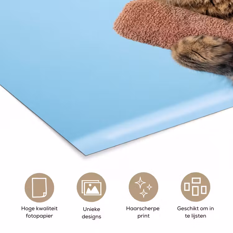 Poster - Kat - Handdoek - Washand - Zeep — 5