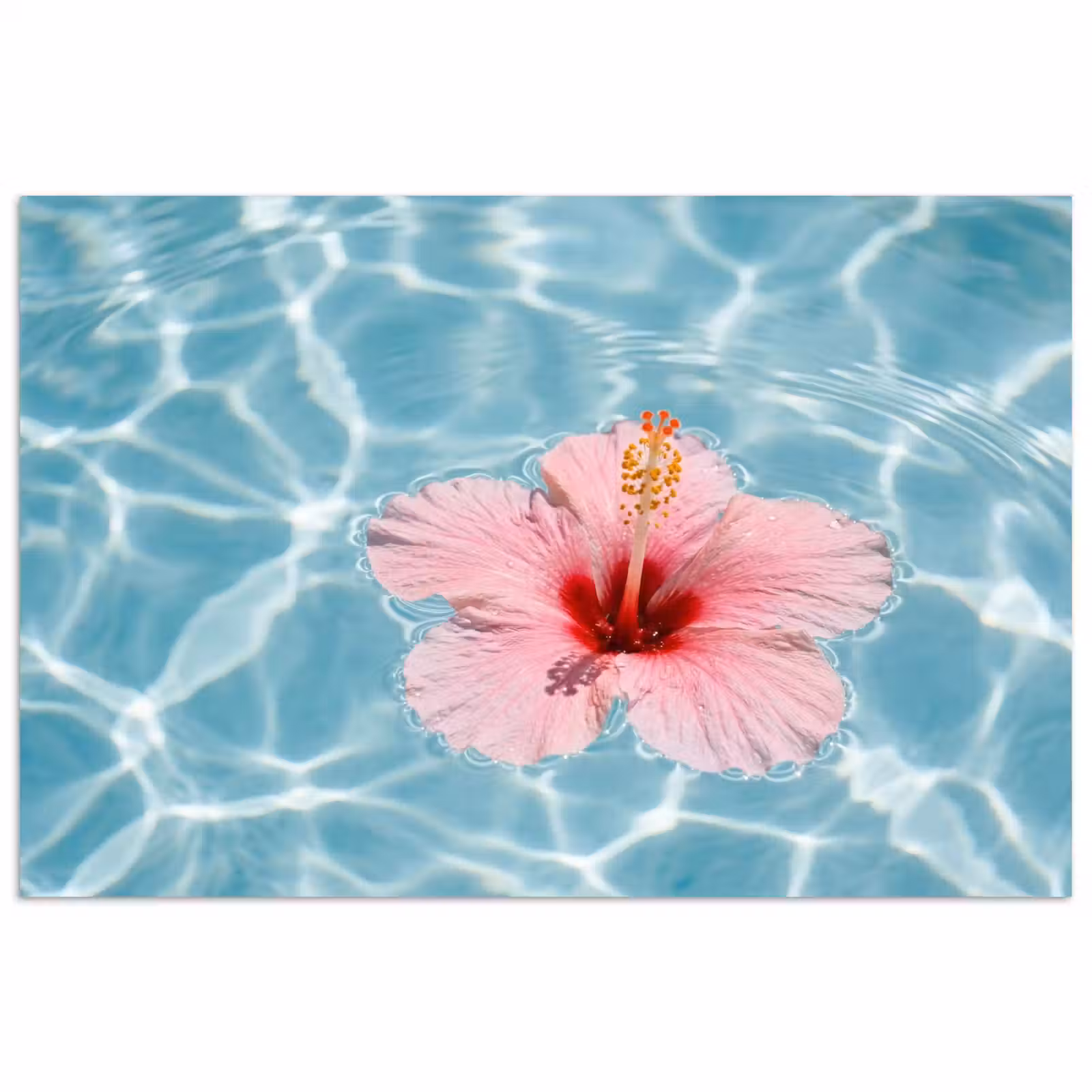 Poster - Hibiscus - Water - Roze — 1