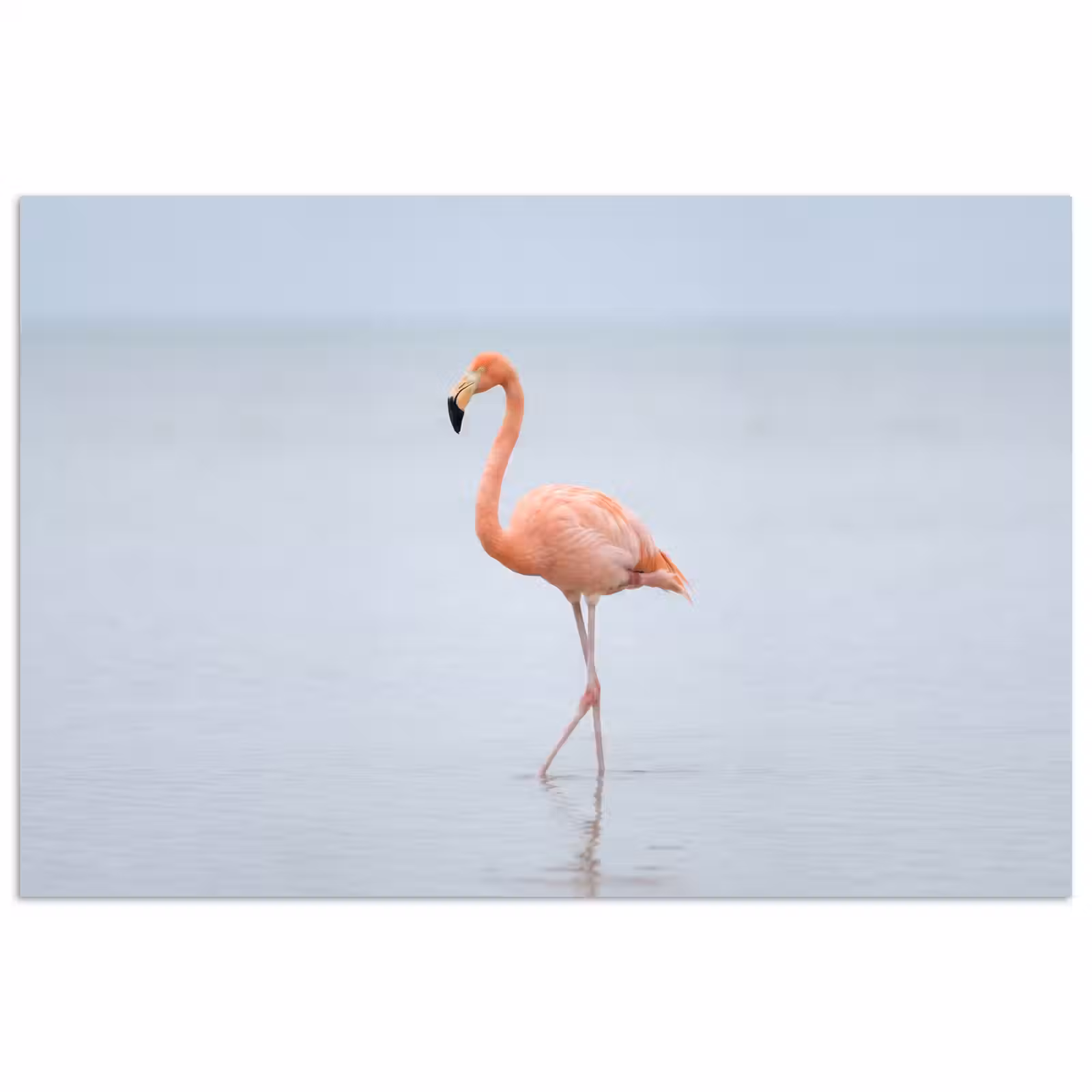 Poster - Flamingo - Zee - Roze — 1