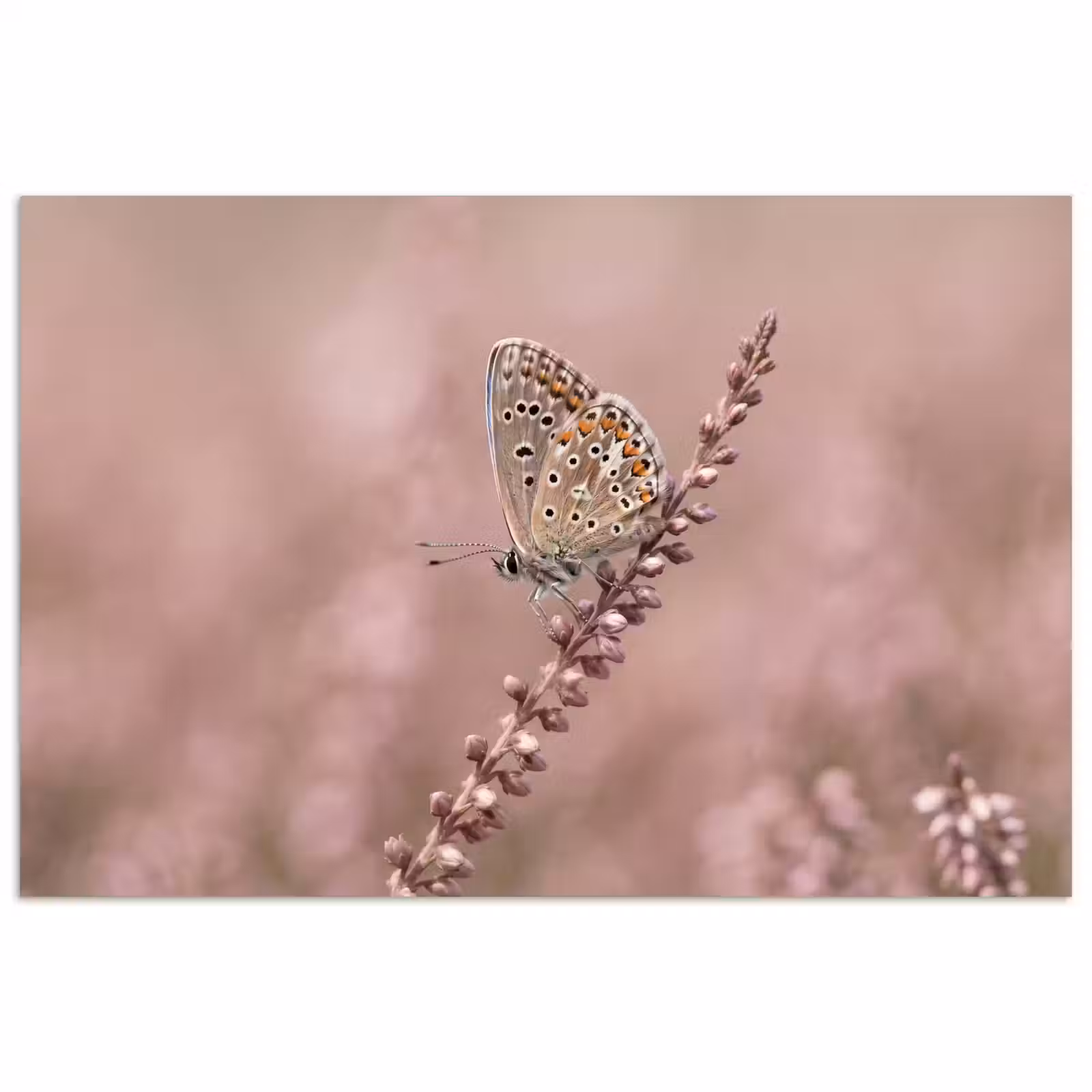 Poster - Lavendel - Vlinder - Paars — 1