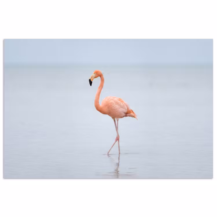 Poster - Flamingo - Zee - Roze — 1