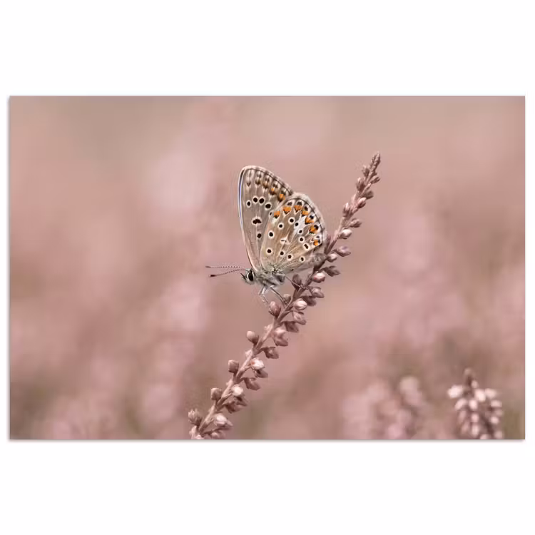 Poster - Lavendel - Vlinder - Paars — 1