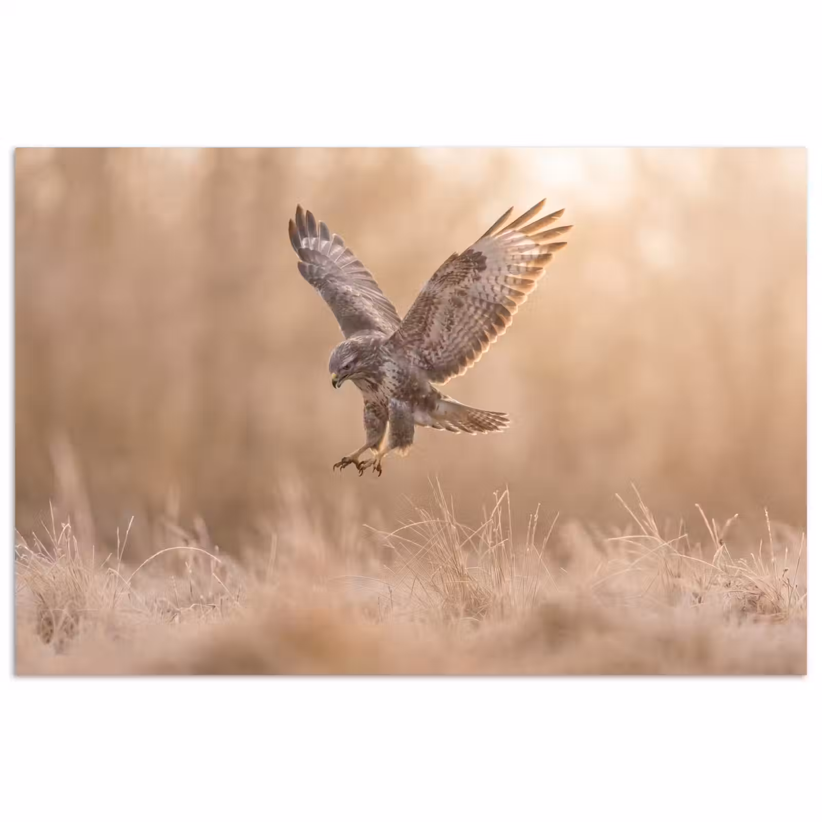 Poster - Buizerd - Roofvogel - Natuur - Bruin — 1