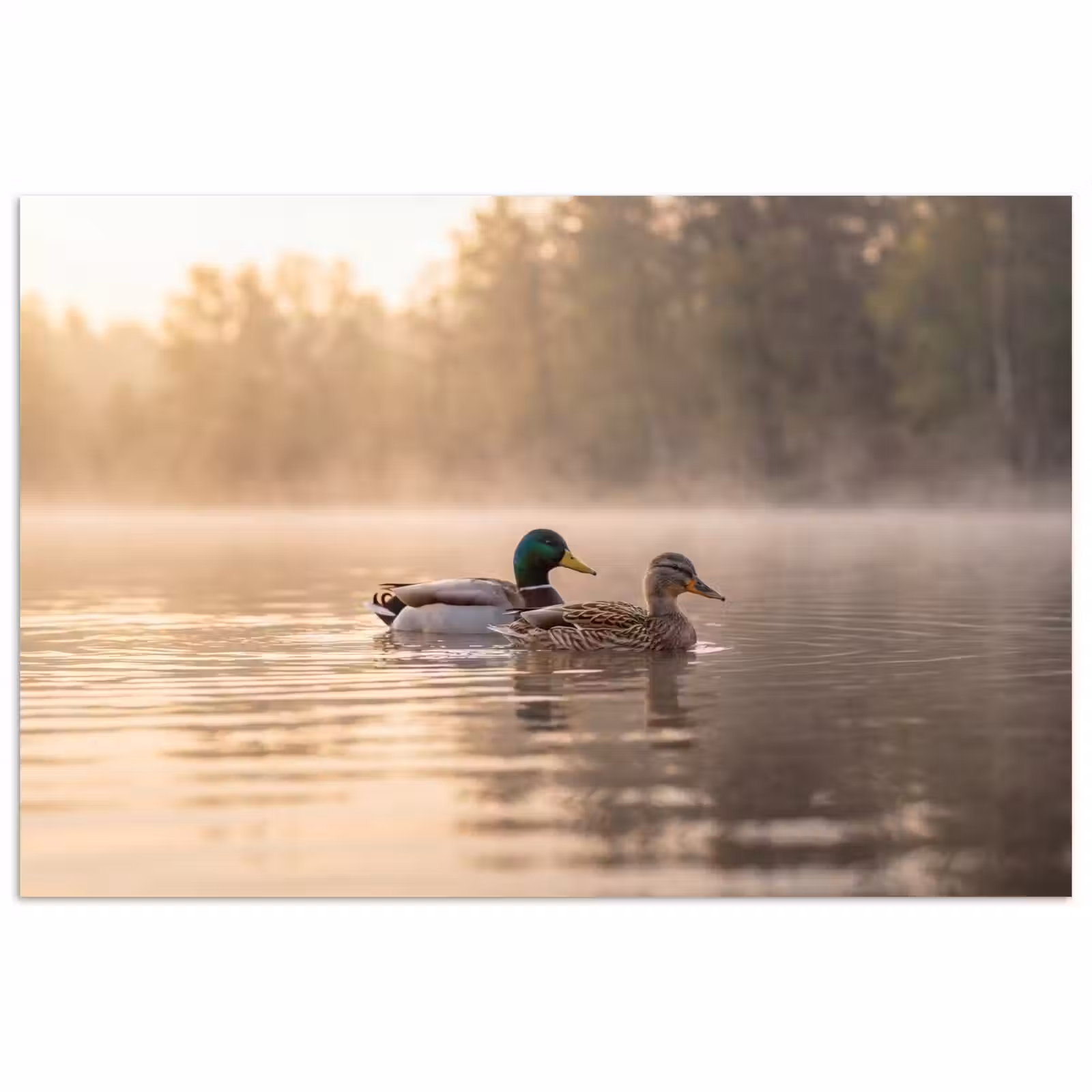 Poster - Eenden - Water - Mist - Natuur — 1