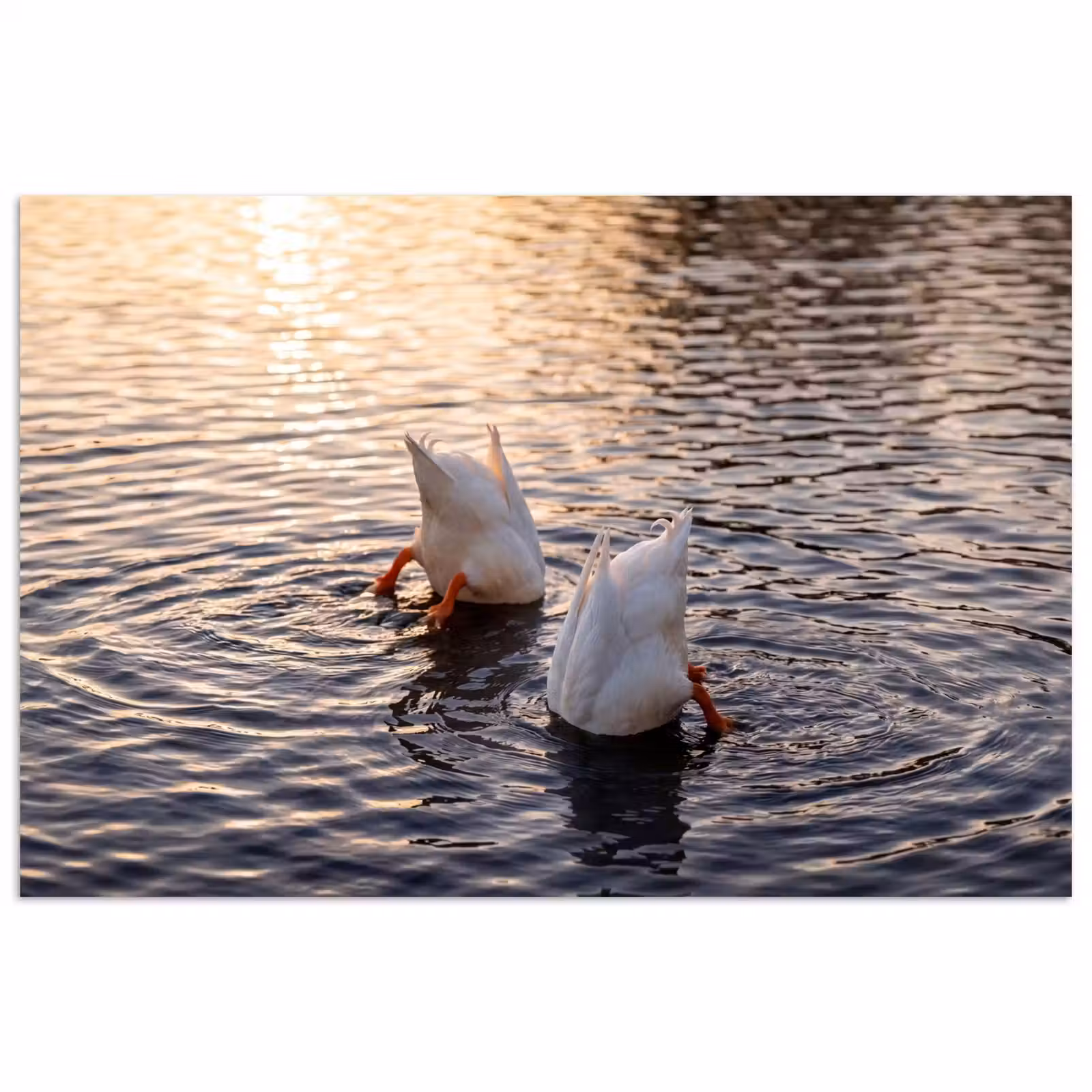 Poster - Eenden - Water - Natuur — 1