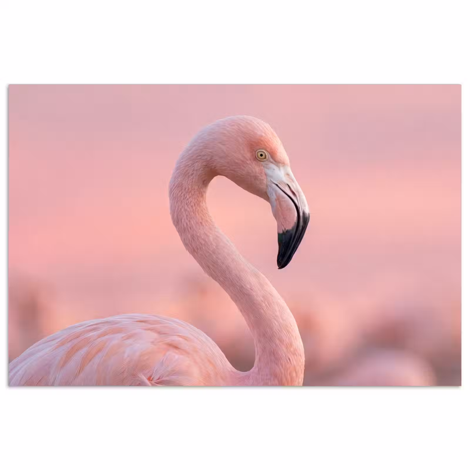 Poster - Flamingo - Portret - Roze — 1