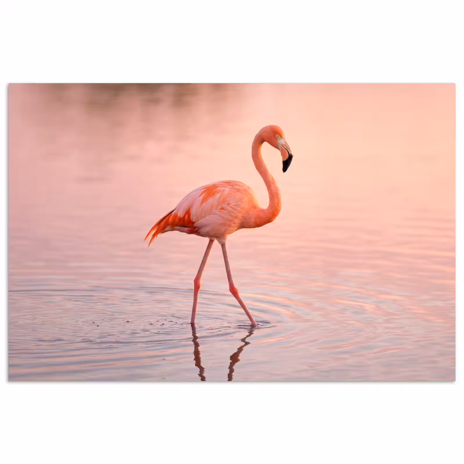 Poster - Flamingo - Water - Roze — 1