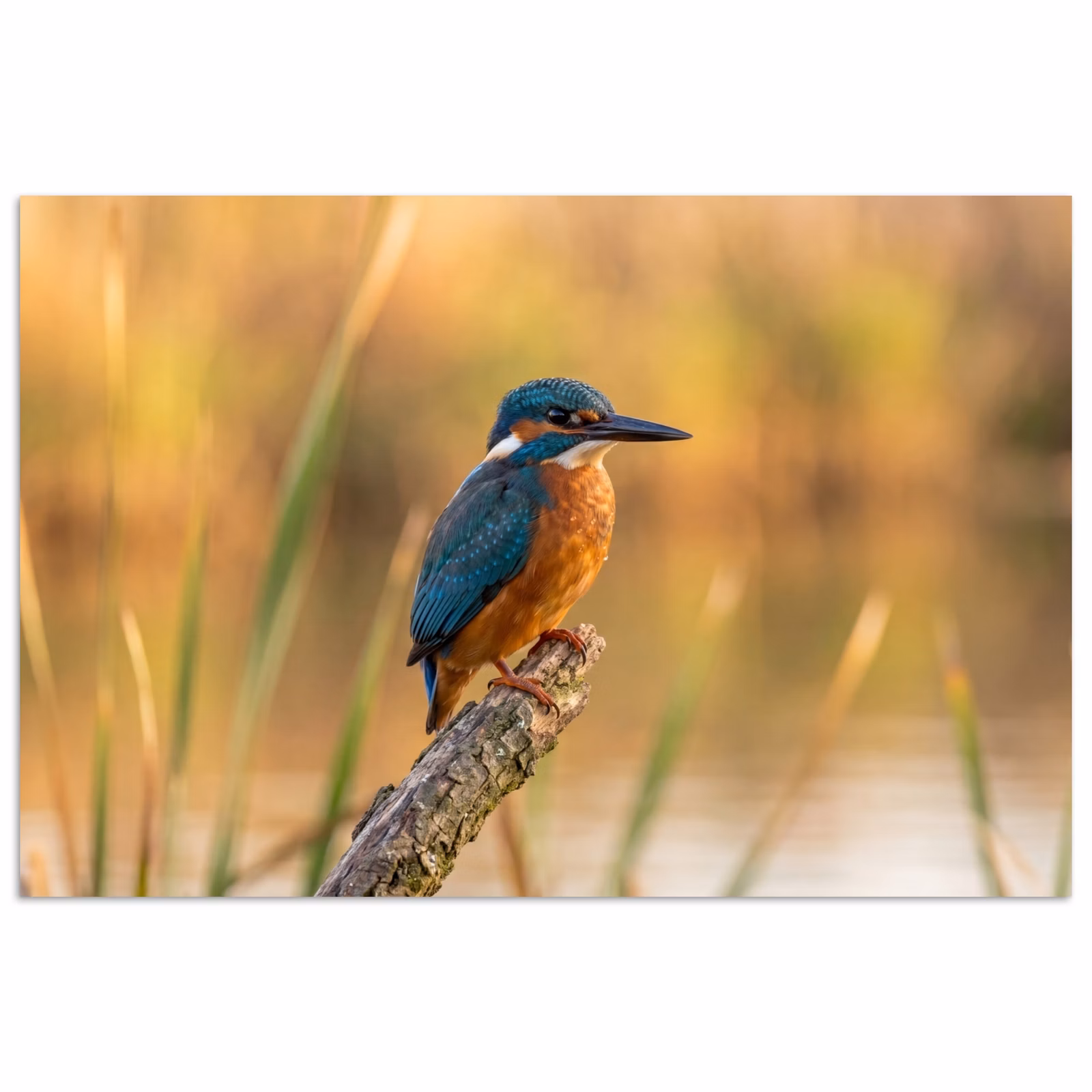 Poster - IJsvogel - Tak - Water - Kleurrijk - Levendig — 1