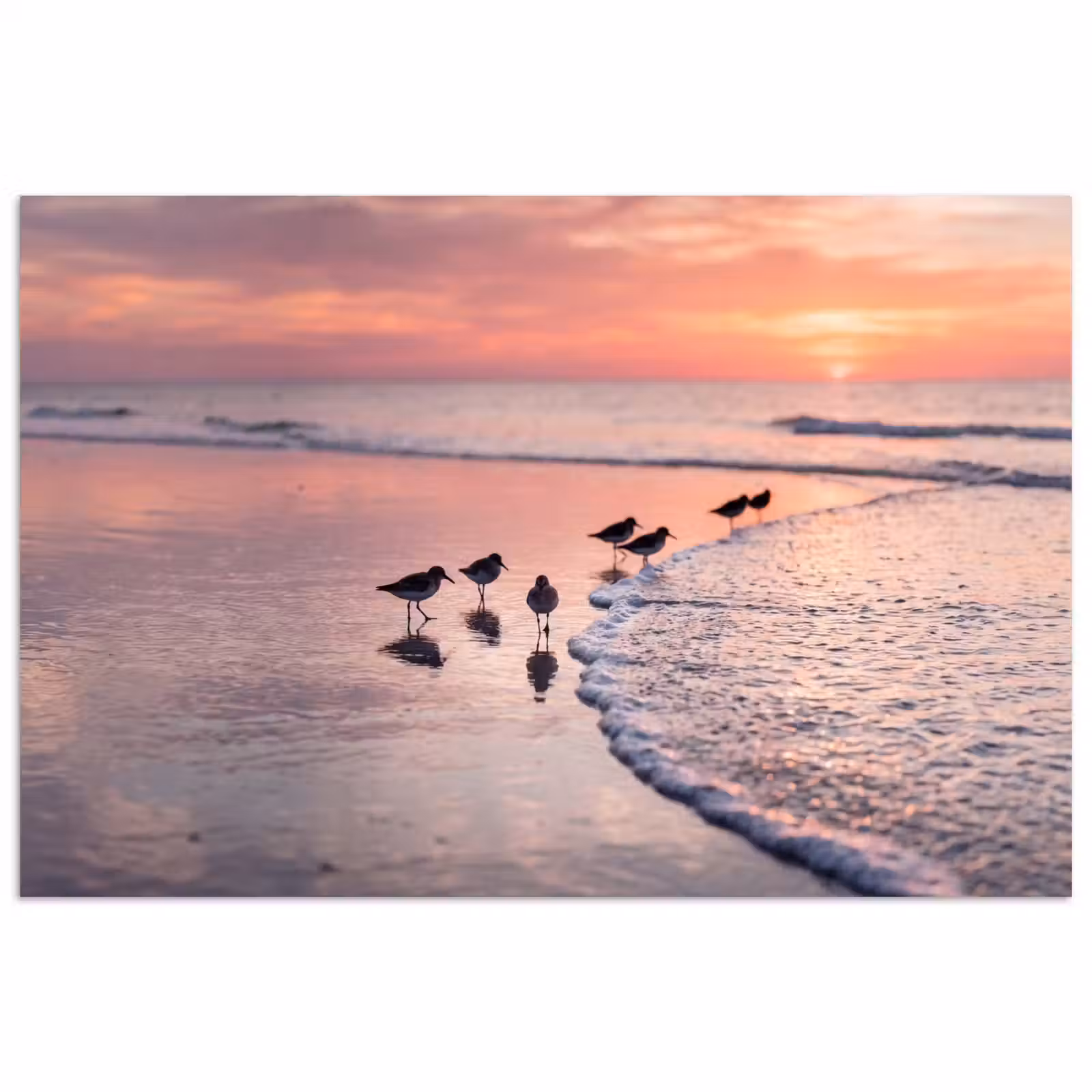 Poster - Meeuwen - Strand - Zee - Roze — 1