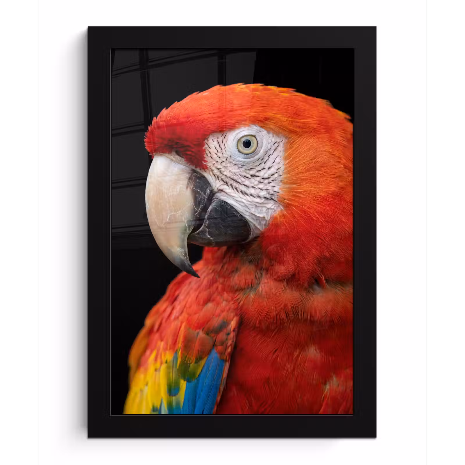 Poster met lijst - Ara - Portret - Rood — 1