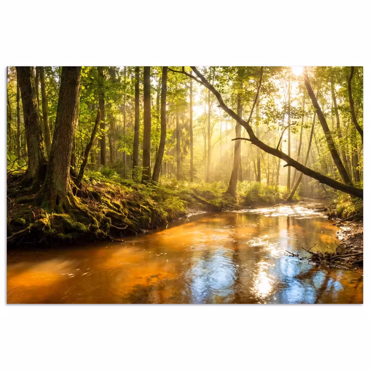 Poster - Bos - Beek - Zonlicht - Natuur - Groen — 1