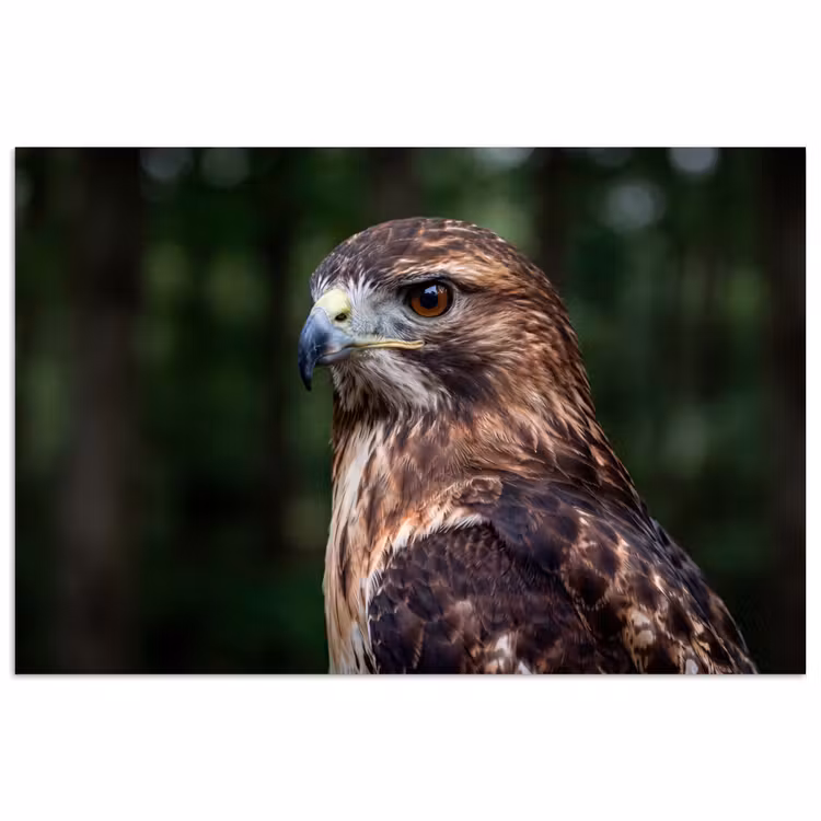 Poster - Buizerd - Roofvogel - Natuur - Bruin — 1