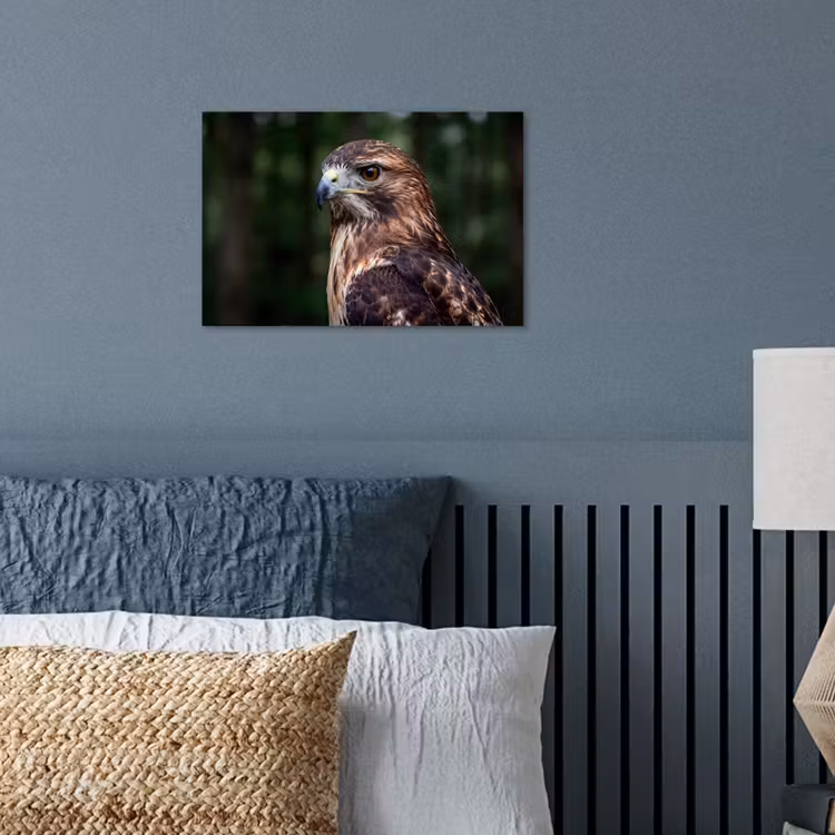 Poster - Buizerd - Roofvogel - Natuur - Bruin — 3