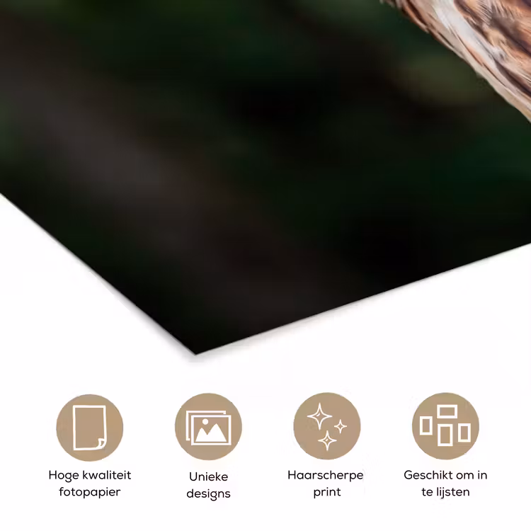 Poster - Buizerd - Roofvogel - Natuur - Bruin — 5