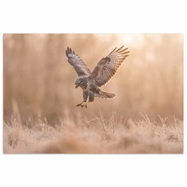 Poster - Buizerd - Roofvogel - Natuur - Bruin — 1