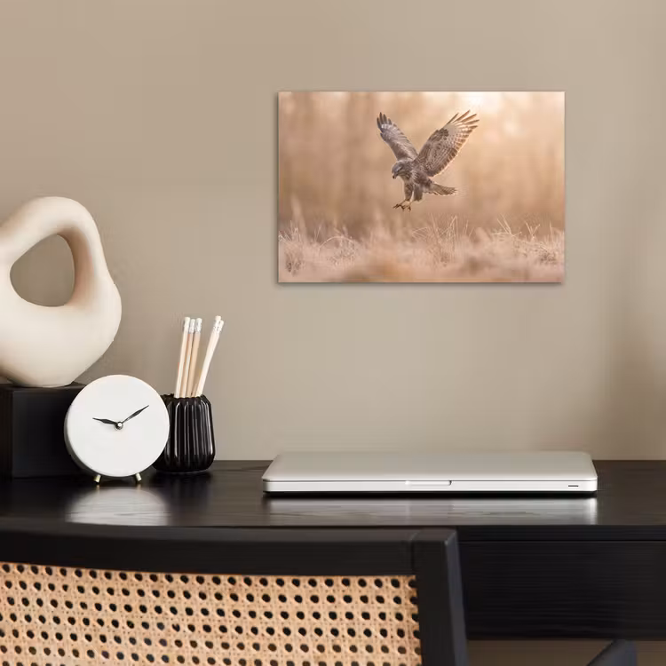 Poster - Buizerd - Roofvogel - Natuur - Bruin — 2