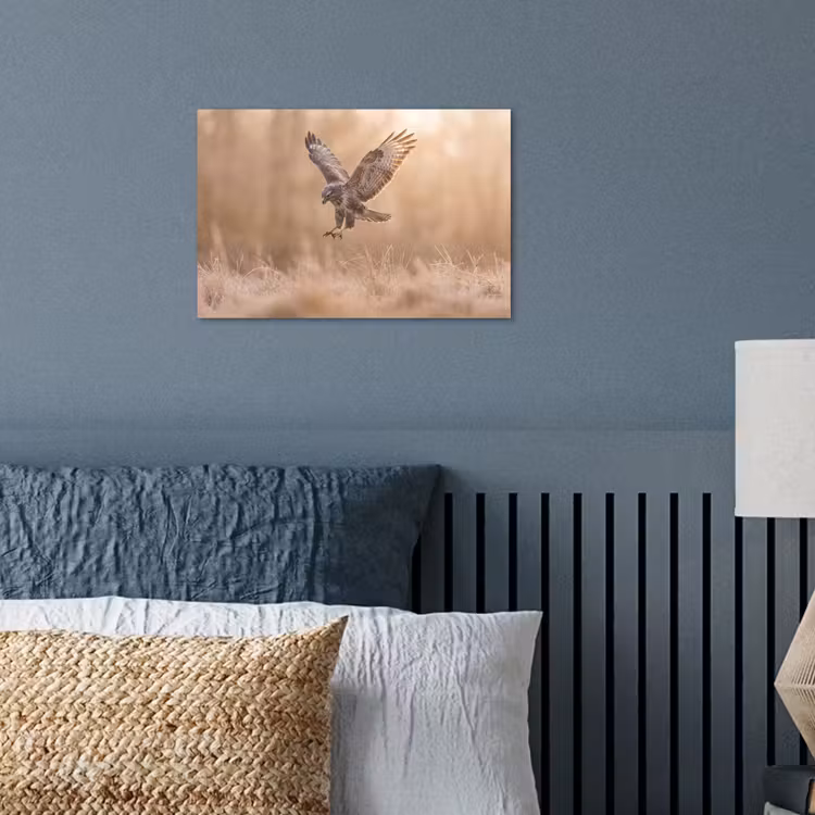 Poster - Buizerd - Roofvogel - Natuur - Bruin — 3