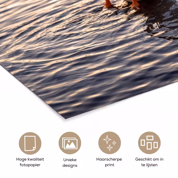 Poster - Eenden - Water - Natuur — 5