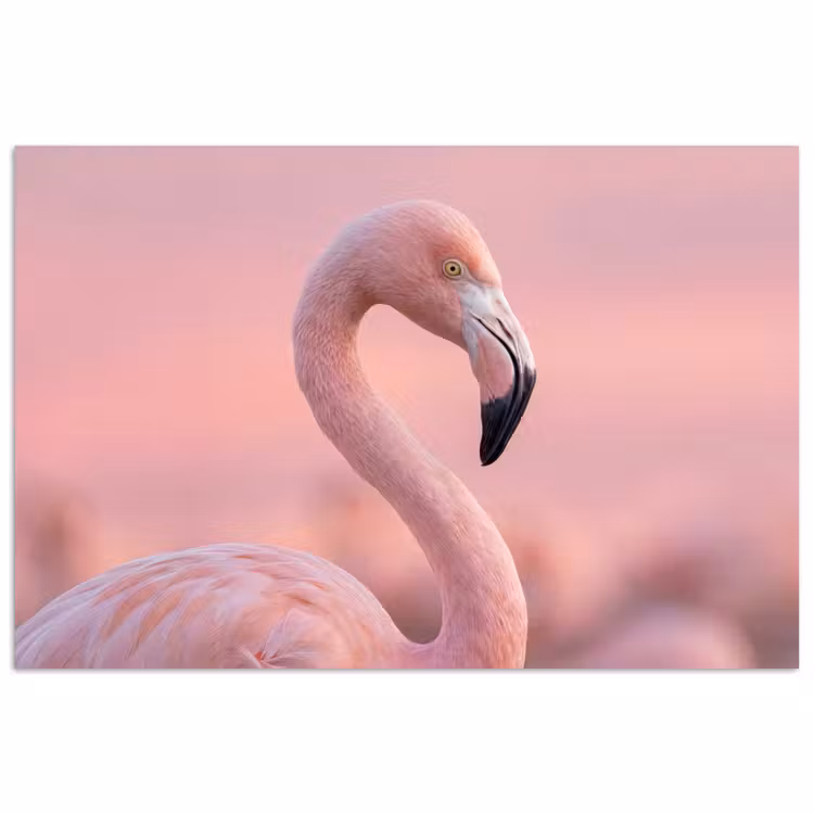 Poster - Flamingo - Portret - Roze — 1
