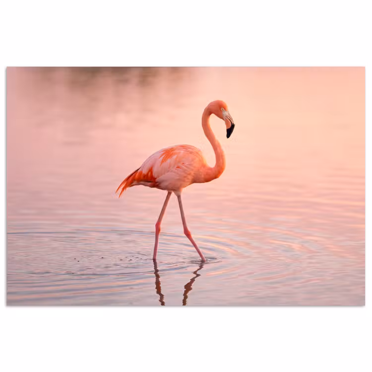 Poster - Flamingo - Water - Roze — 1