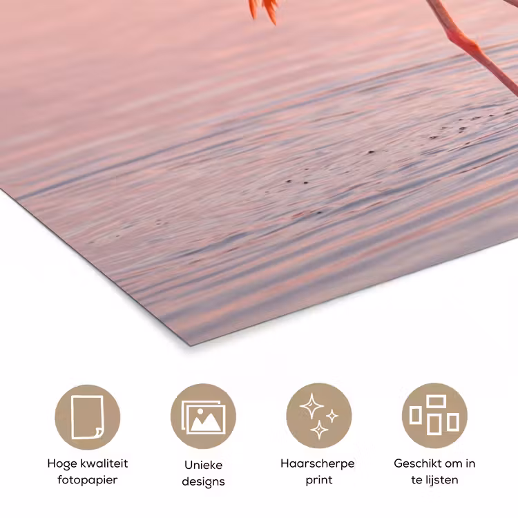 Poster - Flamingo - Water - Roze — 5