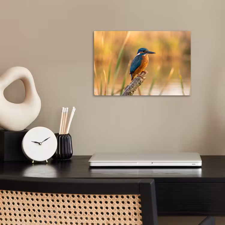 Poster - IJsvogel - Tak - Water - Kleurrijk - Levendig — 2