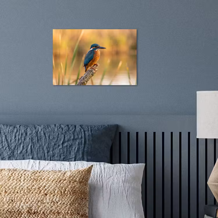 Poster - IJsvogel - Tak - Water - Kleurrijk - Levendig — 3