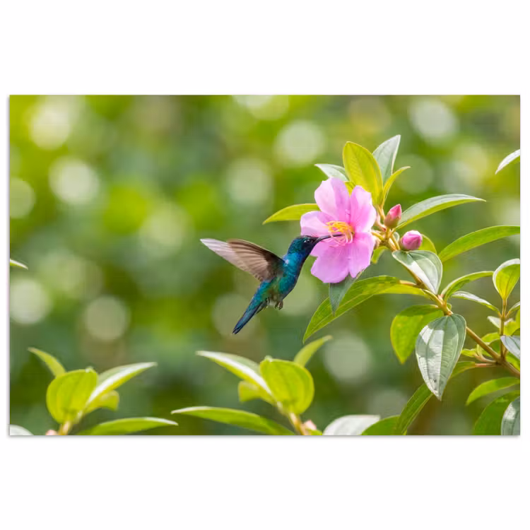 Poster - Kolibrie - Bloem - Natuur - Groen — 1