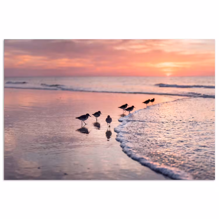 Poster - Meeuwen - Strand - Zee - Roze — 1