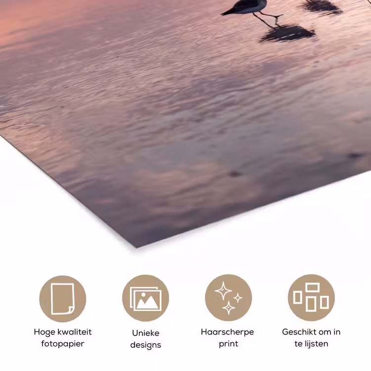 Poster - Meeuwen - Strand - Zee - Roze — 5