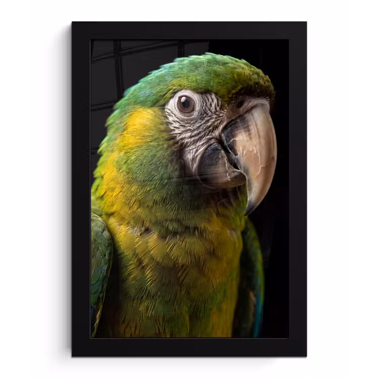 Poster met lijst - Ara - Portret - Groen — 1