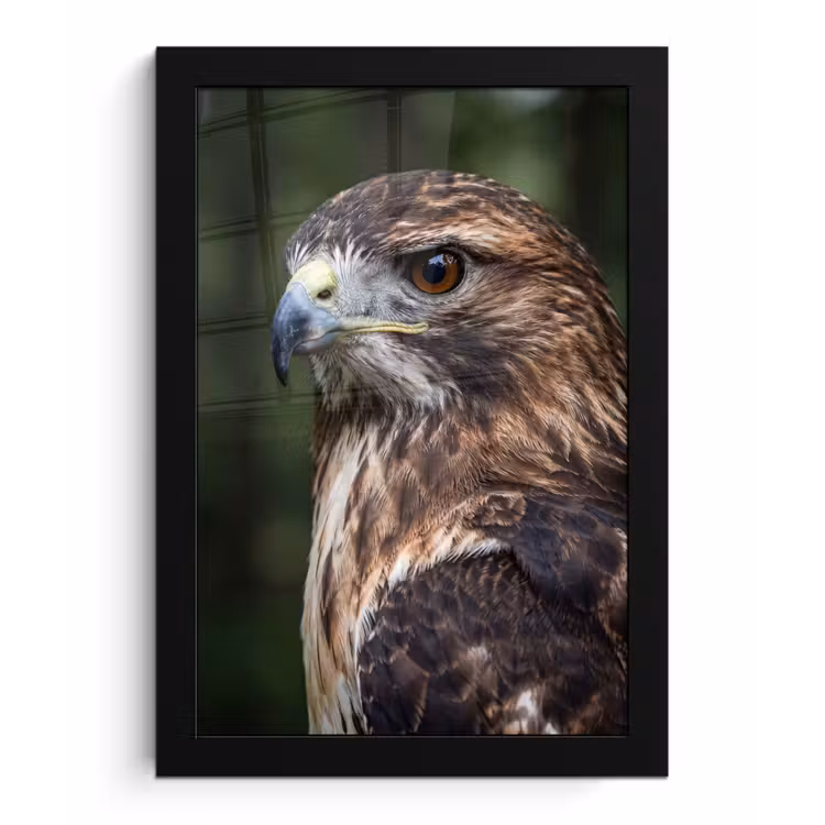 Poster met lijst - Buizerd - Roofvogel - Natuur - Bruin — 1
