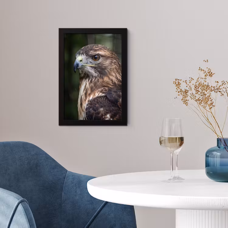 Poster met lijst - Buizerd - Roofvogel - Natuur - Bruin — 2