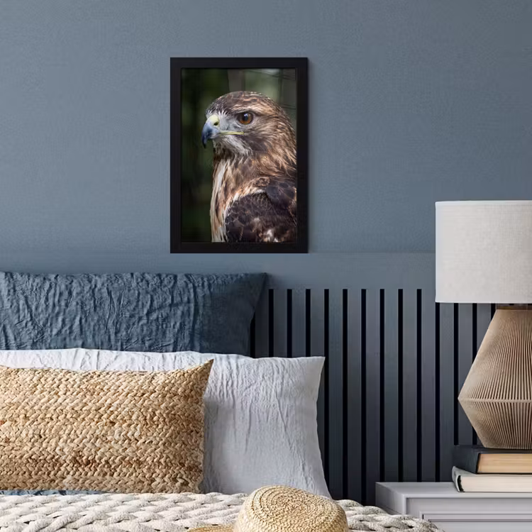 Poster met lijst - Buizerd - Roofvogel - Natuur - Bruin — 4